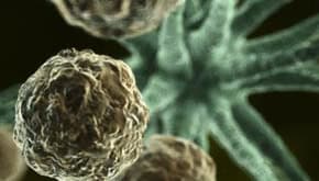 Links to Autoimmune Diseases category of lessons.