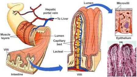 Antibodies target the villi and microvilli