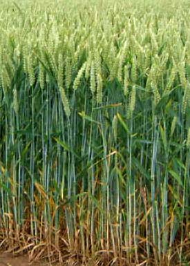 Wheat